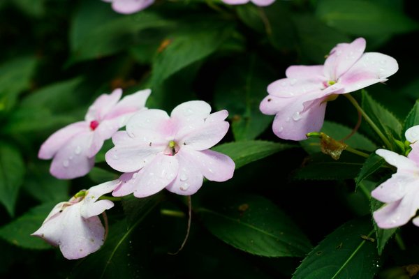 Les ravages de la mouche des terreaux sur vos cultures