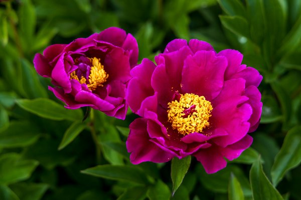 Comment optimiser l'utilisation d'un skimmer solaire pour une piscine écologique ?